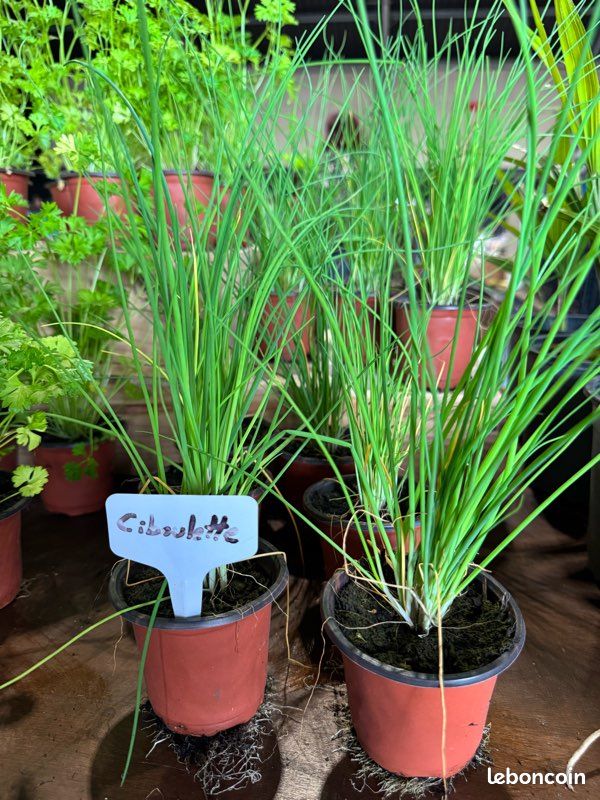 découvrez comment vendre vos surplus efficacement et maximiser vos profits. obtenez des conseils pratiques pour gérer votre stock excédentaire, trouver des acheteurs et optimiser vos ventes. transformez vos surplus en opportunités économiques dès aujourd'hui !